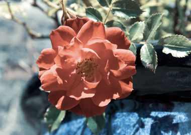 Red rose in blue pot