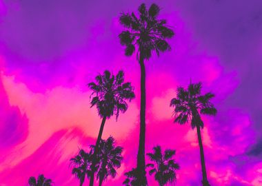 Aesthetic Palm