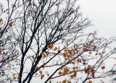 Brown Black Tree Abstract