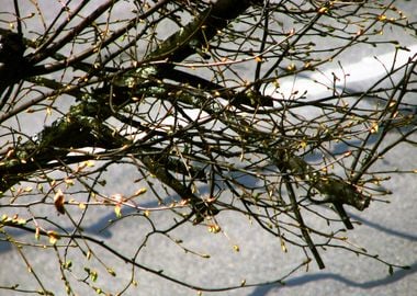 Tree Branch Abstract 