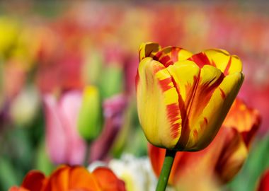 Yellow Orange Tulip