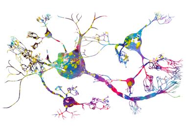 Neurons and nervous system