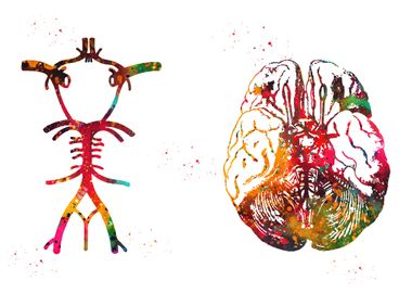 Circle Of Willis