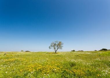 Tarquinia countryside