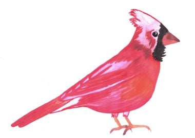 Red Cardinal bird painting