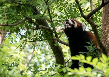 Red Panda Climbing a Tree