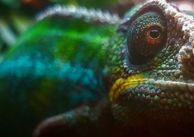 Panther Chameleon Close Up