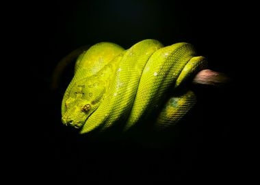 Green Tree Python