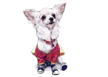 Pomeranian wearing shoes