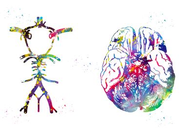 Circle Of Willis