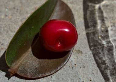 cheery and leaf