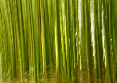 Nature bamboo abstract