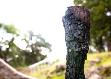 Burnt Log In The Park