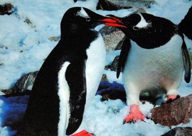 penguin pair