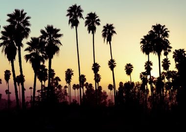 Los Angeles Palm Trees II