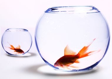 fish in the glass ball