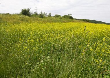 Rapeseed beauty