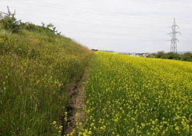 Rapeseed filed path