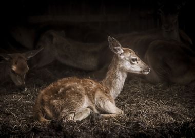 Fawn Baby Deer