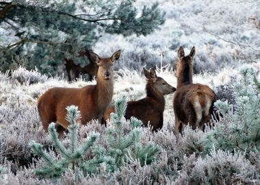 3 Deers In Winter Forest