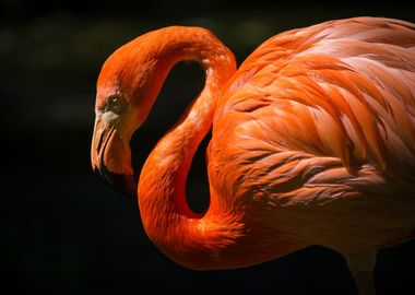 Close Up Flamingo Bird