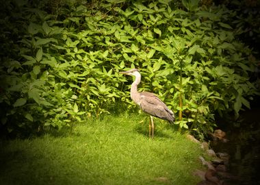 Grey Heron