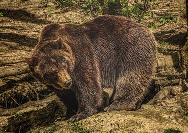 Big Brown Bear