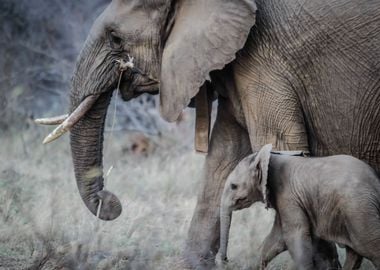 Mom and Baby Elephants