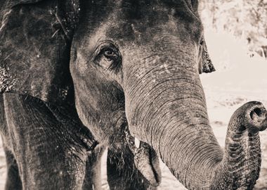 Elephant Close Up Portrait