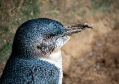 Little Blue Penguin