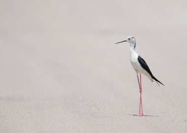 Heron On A Beach