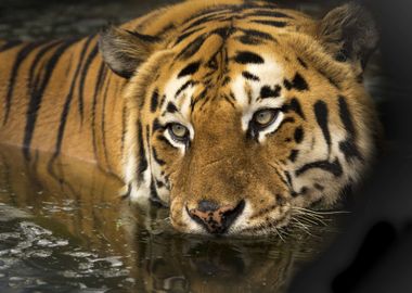 Bathing Bengal Tiger