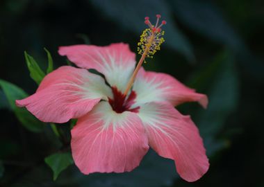 Hibiscus Flower Portrait