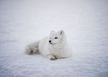 White Fox Lying In Snow