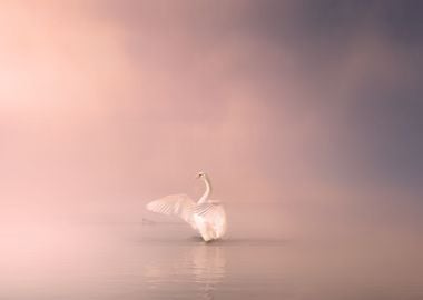 Swan Lake