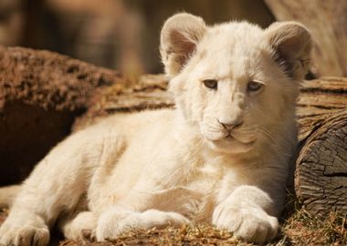 White Lion Cub