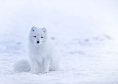 Pure White Fox In The Snow