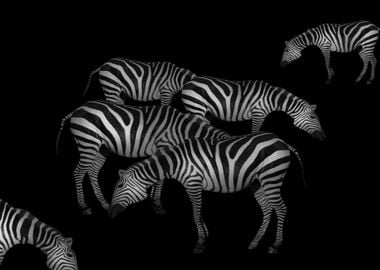 Zebras