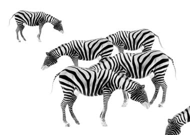 Zebras