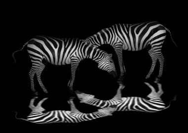 Zebras 