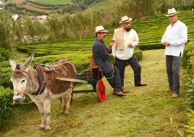 Porto Formoso tea gardens