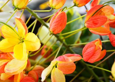 Rainbow Shower Tree