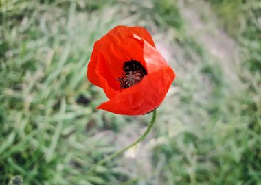 red poppy