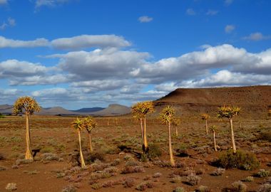 Quiver tree