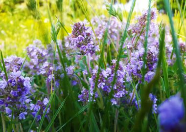 Blue flowers meadow