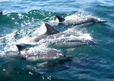 Swimming Dolphins