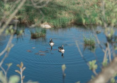 Canada geese