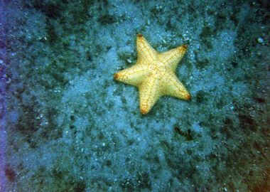 Yellow Star Fish