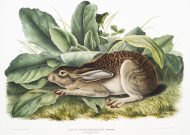 BlackTailed Hare Lepus Neg