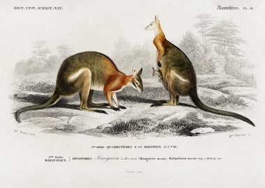 Macropus Illustrated By Ch